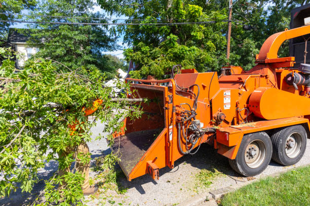 Best Dead Tree Removal  in Olympia, WA